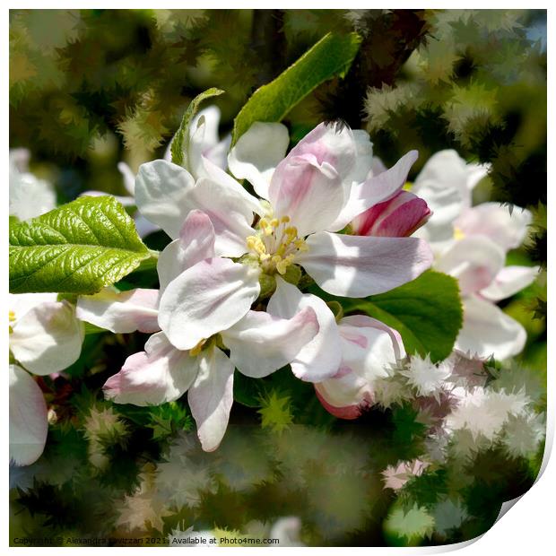 Apple Blossoms Print by Alexandra Lavizzari