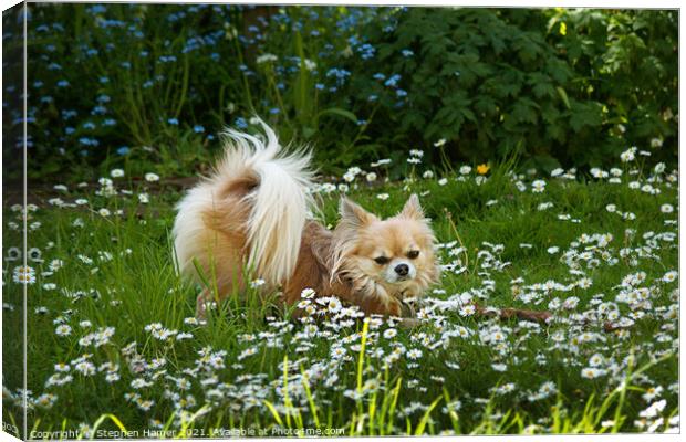 Chihuahua in the Garden Canvas Print by Stephen Hamer
