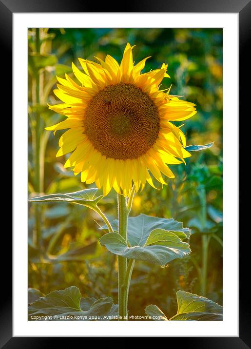 Sunflower Framed Mounted Print by Laszlo Konya