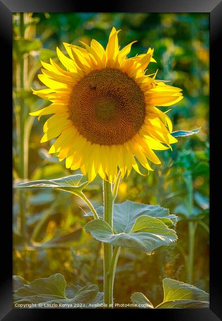 Sunflower Framed Print by Laszlo Konya