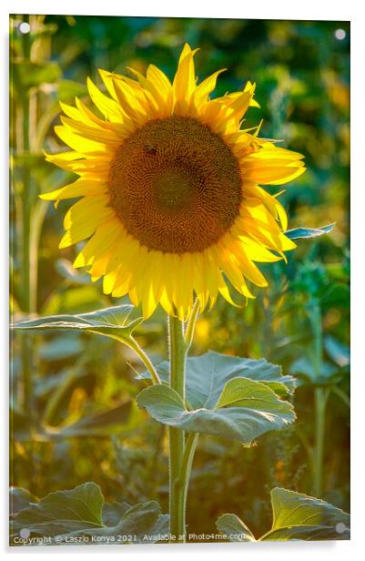 Sunflower Acrylic by Laszlo Konya