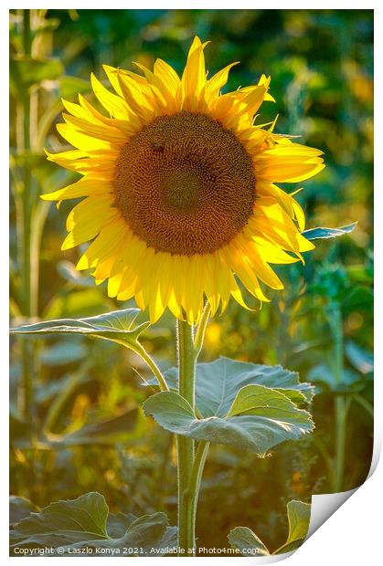 Sunflower Print by Laszlo Konya