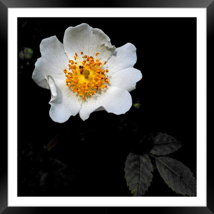 Wild White Rose Framed Mounted Print by Brenda Holmes