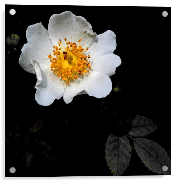 Wild White Rose Acrylic by Brenda Holmes