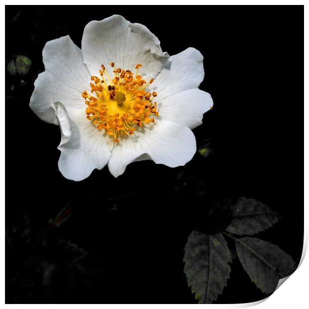 Wild White Rose Print by Brenda Holmes
