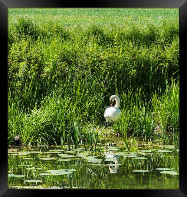 Mute Swan on Nest  Framed Print by Allan Bell