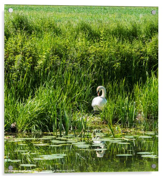 Mute Swan on Nest  Acrylic by Allan Bell