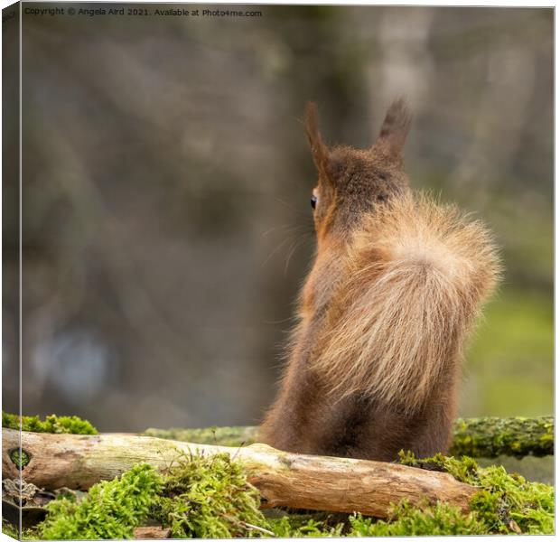 Red Squirrel. Canvas Print by Angela Aird