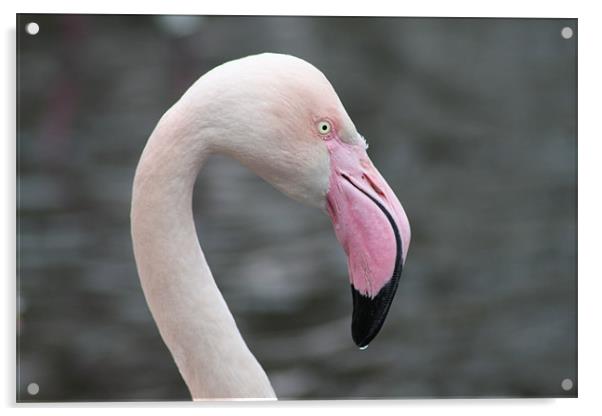 the flamingo Acrylic by terrylee davis