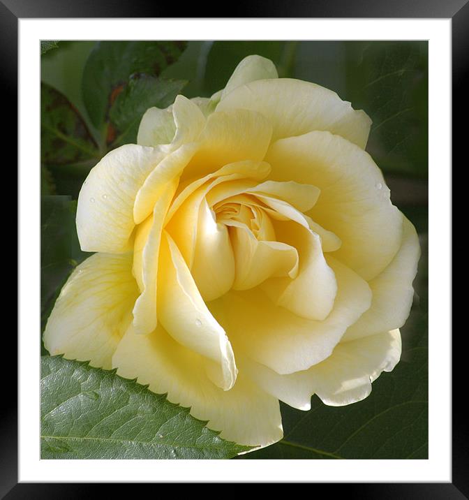 The Yellow Rose... Framed Mounted Print by pauline morris