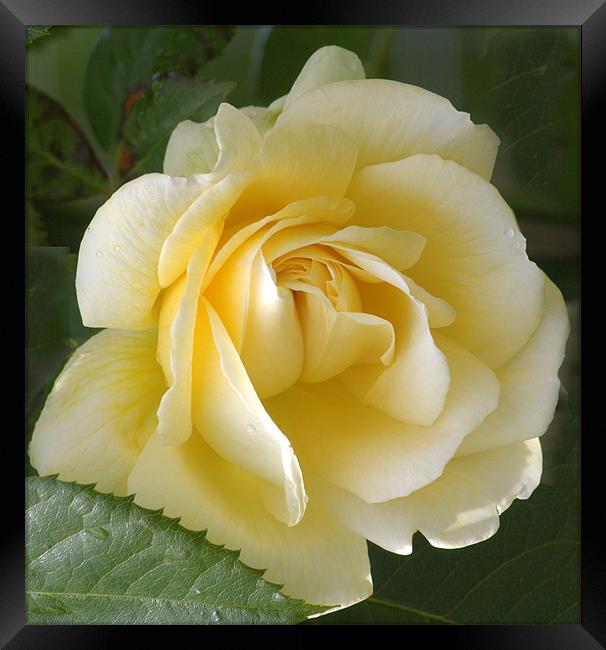The Yellow Rose... Framed Print by pauline morris