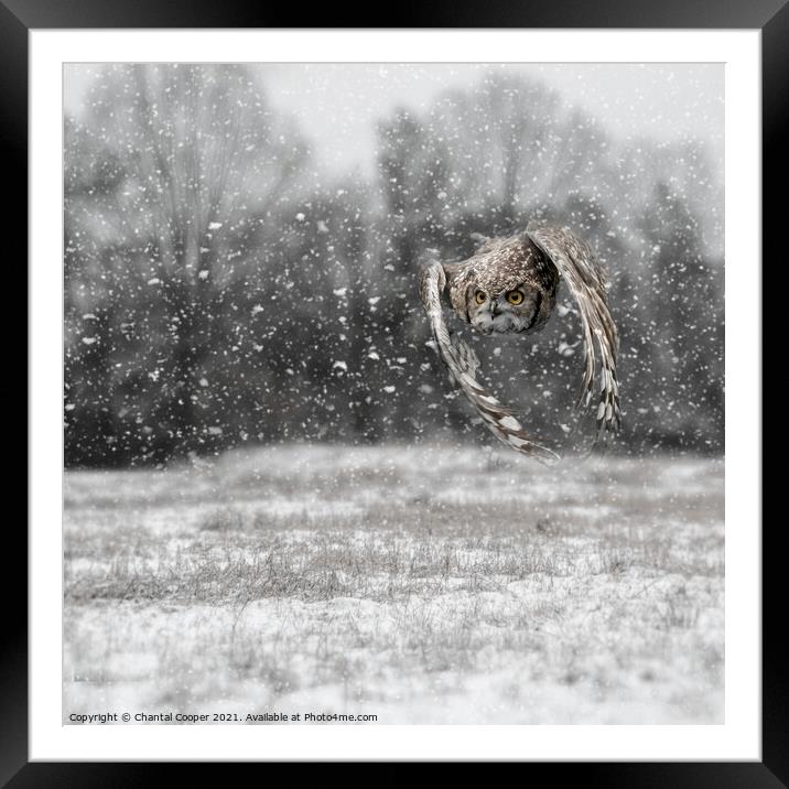 Owl flying through a snow storm Framed Mounted Print by Chantal Cooper