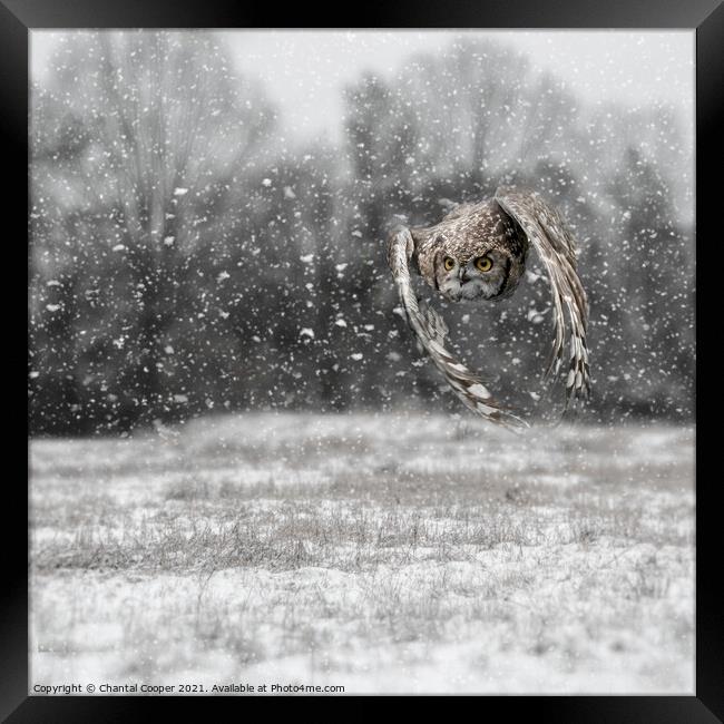 Owl flying through a snow storm Framed Print by Chantal Cooper