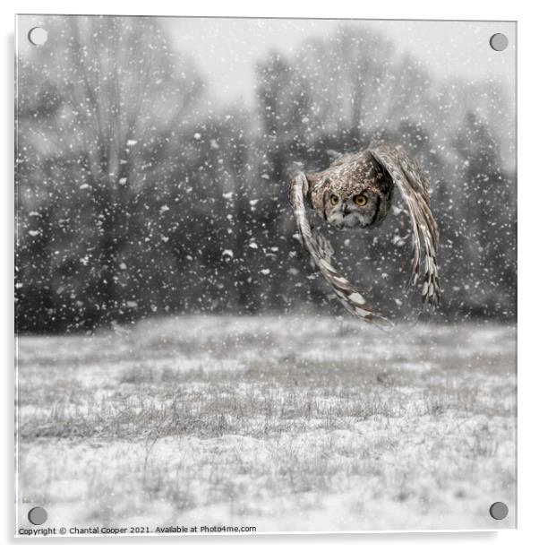 Owl flying through a snow storm Acrylic by Chantal Cooper