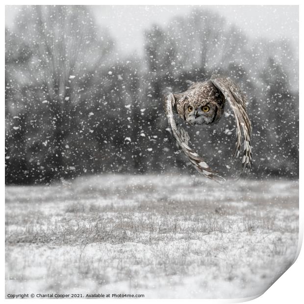 Owl flying through a snow storm Print by Chantal Cooper