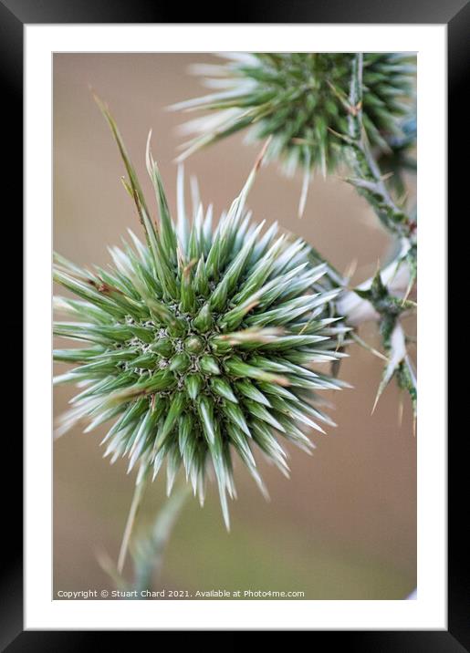 Thistle Seed Heads Framed Mounted Print by Travel and Pixels 