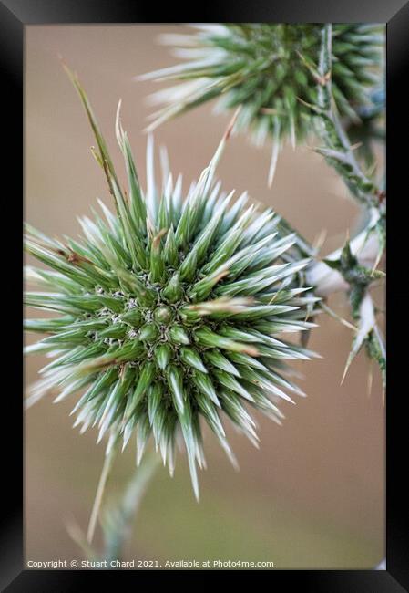 Thistle Seed Heads Framed Print by Travel and Pixels 
