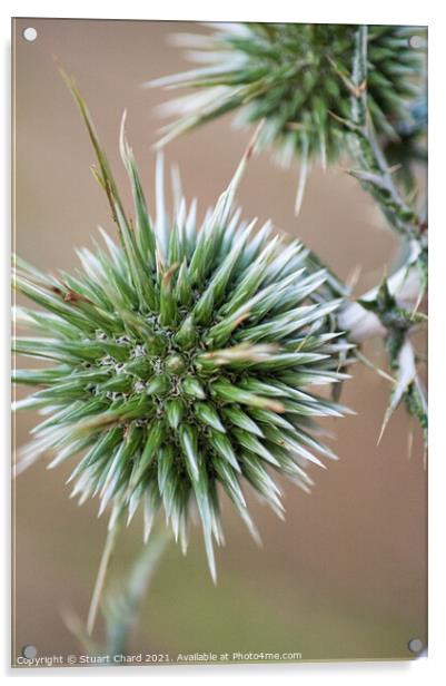 Thistle Seed Heads Acrylic by Travel and Pixels 