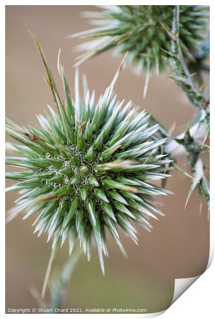 Thistle Seed Heads Print by Travel and Pixels 