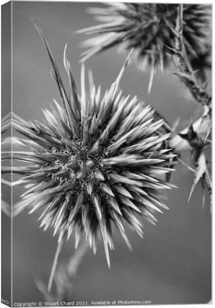 Thistle Seed Heads Canvas Print by Stuart Chard