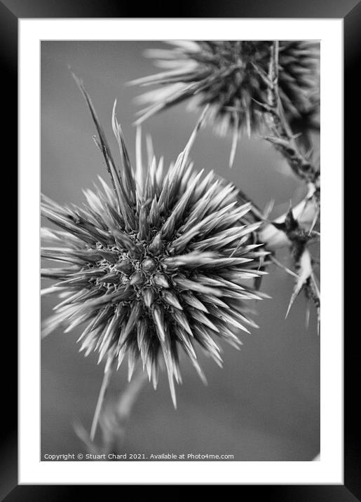 Thistle Seed Heads Framed Mounted Print by Travel and Pixels 