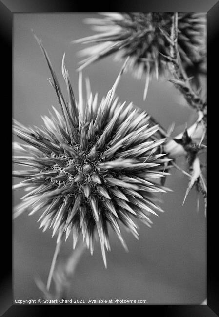 Thistle Seed Heads Framed Print by Stuart Chard