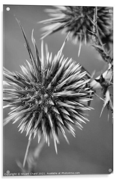 Thistle Seed Heads Acrylic by Travel and Pixels 