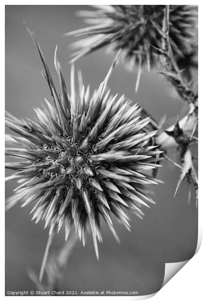 Thistle Seed Heads Print by Stuart Chard