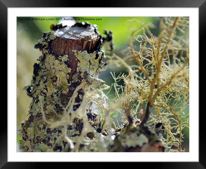 moss on the trunk Framed Mounted Print by William Linton