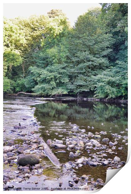 Calm still waters at Aysgarth Falls on the River Ure in Wensleydale, England, Print by Terry Senior