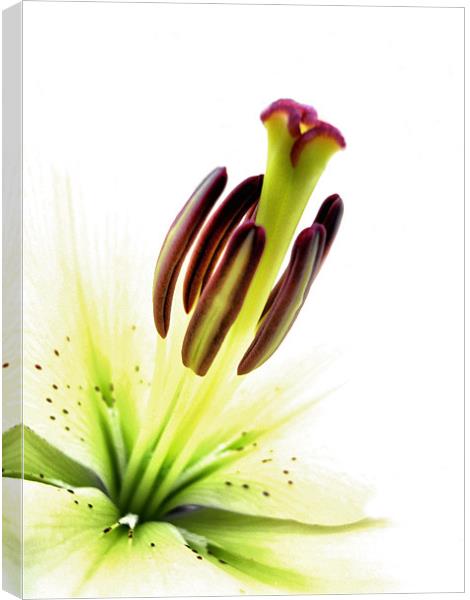 lily white Canvas Print by Heather Newton