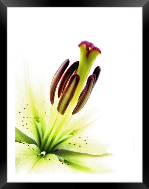 lily white Framed Mounted Print by Heather Newton