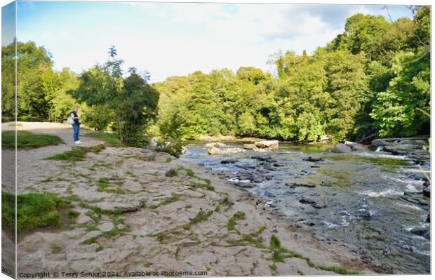 Upper Aysgarth Falls in Summer on the River Ure at Canvas Print by Terry Senior