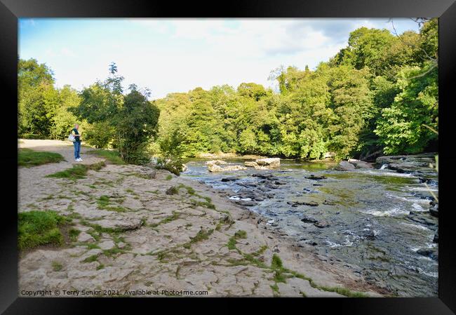Upper Aysgarth Falls in Summer on the River Ure at Framed Print by Terry Senior