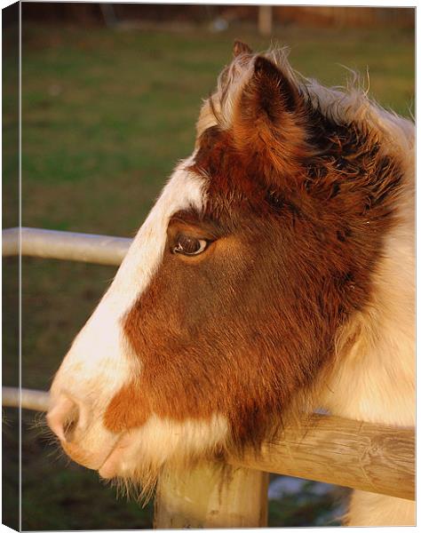 Gypsy Cob. Canvas Print by Chris Waite