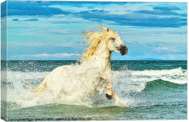 White Camargue Stallion in the Sea 1 Canvas Print by Helkoryo Photography