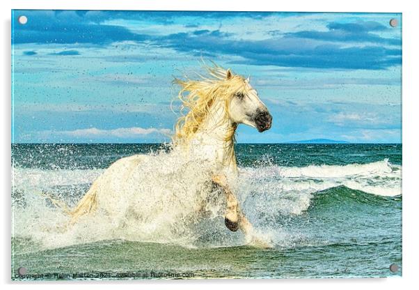 White Camargue Stallion in the Sea 1 Acrylic by Helkoryo Photography