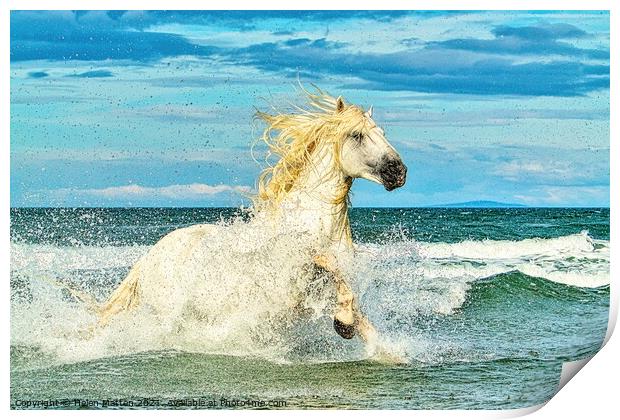 White Camargue Stallion in the Sea 1 Print by Helkoryo Photography