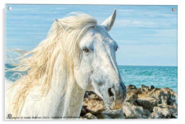 Camargue white stallion headshot by the sea Acrylic by Helkoryo Photography