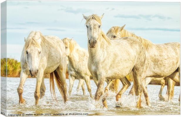 Camargue Horses in the Water Canvas Print by Helkoryo Photography
