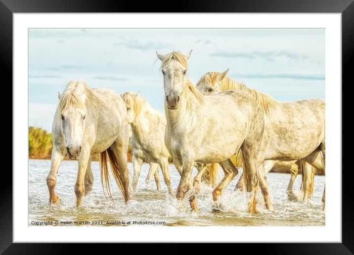 Camargue Horses in the Water Framed Mounted Print by Helkoryo Photography