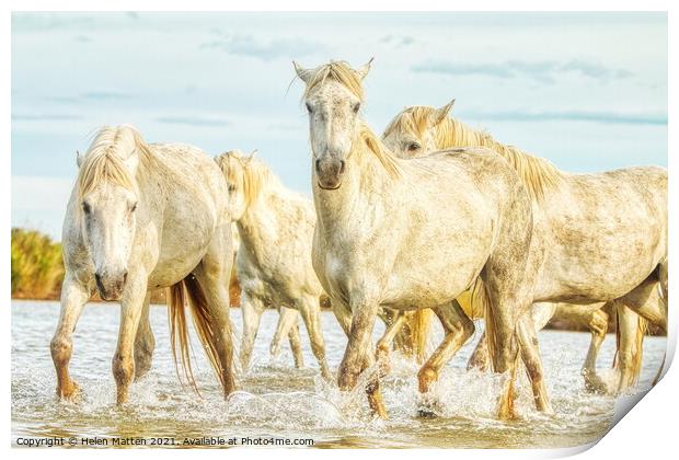Camargue Horses in the Water Print by Helkoryo Photography