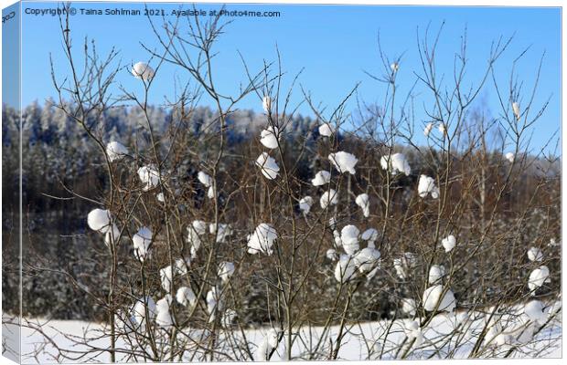 Nature's Snowballs on Salix Tree Canvas Print by Taina Sohlman