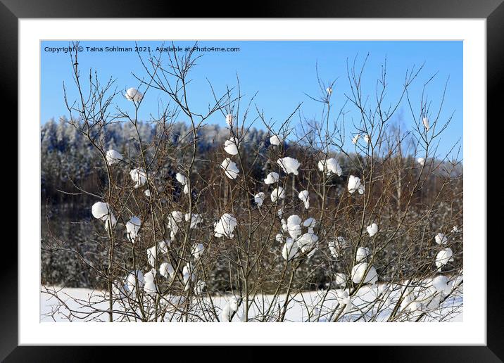 Nature's Snowballs on Salix Tree Framed Mounted Print by Taina Sohlman