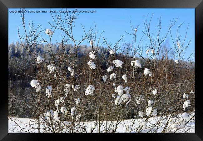 Nature's Snowballs on Salix Tree Framed Print by Taina Sohlman
