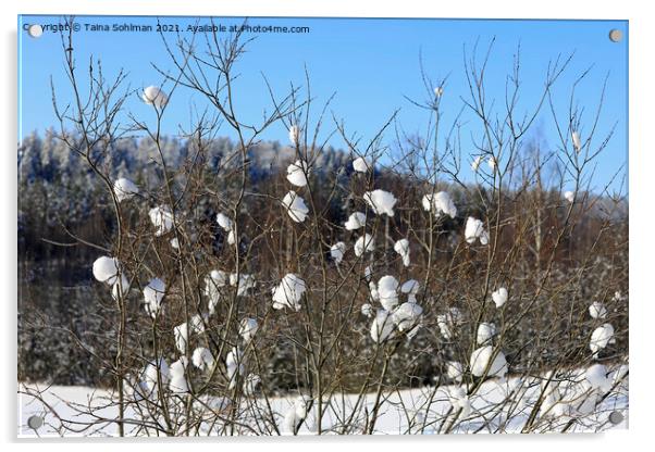 Nature's Snowballs on Salix Tree Acrylic by Taina Sohlman