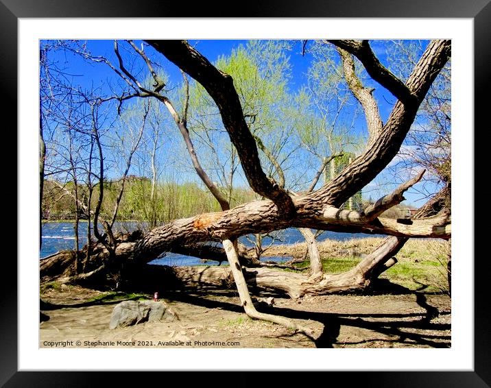 Dead Tree Framed Mounted Print by Stephanie Moore