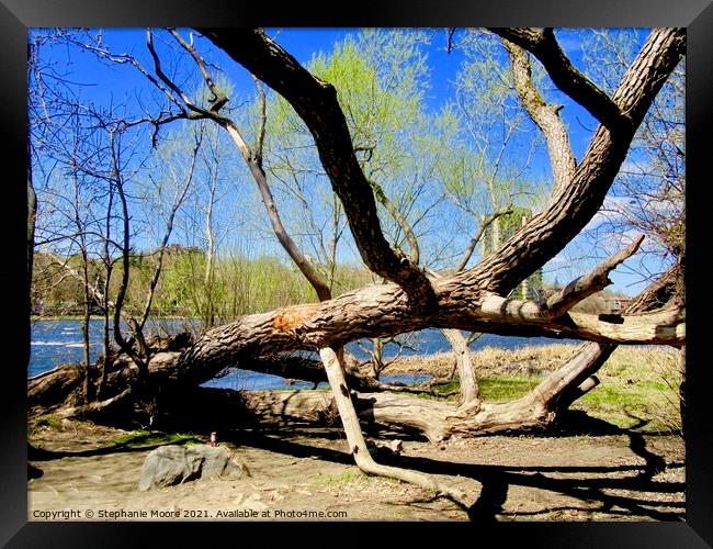 Dead Tree Framed Print by Stephanie Moore