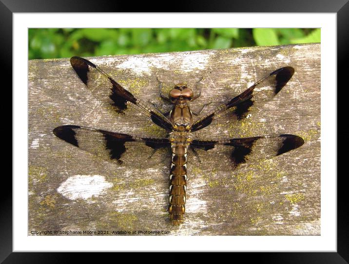 Dragonfly Framed Mounted Print by Stephanie Moore