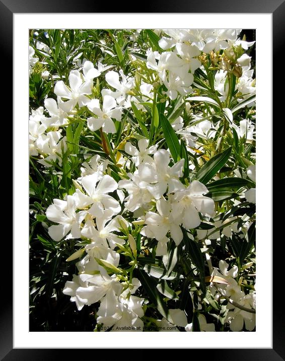 White oleanders Framed Mounted Print by Stephanie Moore